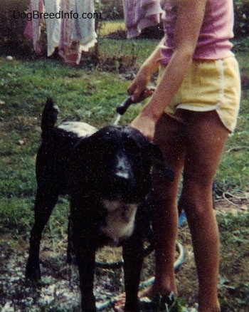 A black with white dog is standing in grass and to the right of it a person is pouring water out of a hose on top of it.