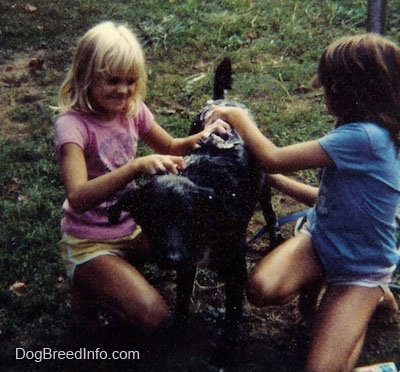 Two girls are washing a wet soapy large breed black with white dog outside in grass.
