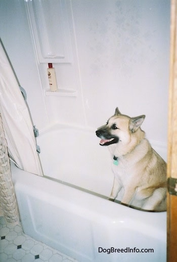 A large tan with white and black dog is sitting in a bathtub, it is looking to the left, its mouth is open and it looks like it is smiling.