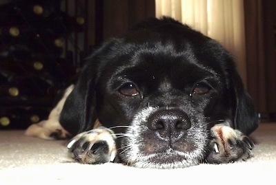 Close Up - A black with white Beagle Chin is laying down on a carpet and it is looking forward.