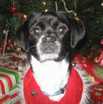 Close up - A black with white Beagle Chin is sitting in front of a Christmas tree and gifts