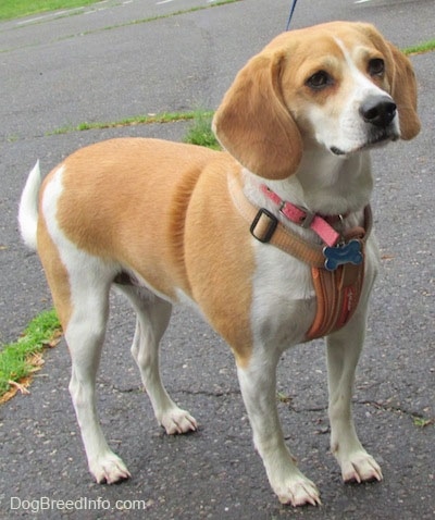 Emma the Beagle wearing a harness standing on blacktop