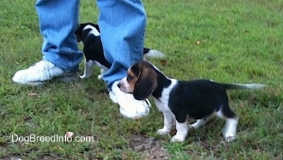 Two Beagle Puppies walking in front of a person