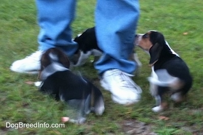 Three Beagle Puppies running around a person