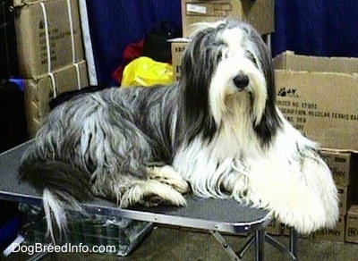 Bearded Collie laying on a table with cardboard boxes in the background