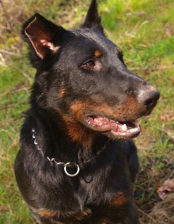 Balder the Beauceron sitting outside with grass in the background and looking to the left with his mouth open