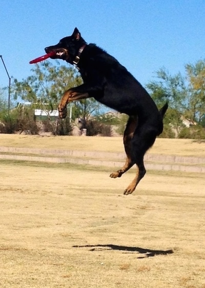Taz the Beauceron catching a frisbee in mid-air