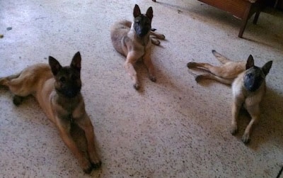 Three tan and black Belgian Malinois dogs laying on the kitchen floor