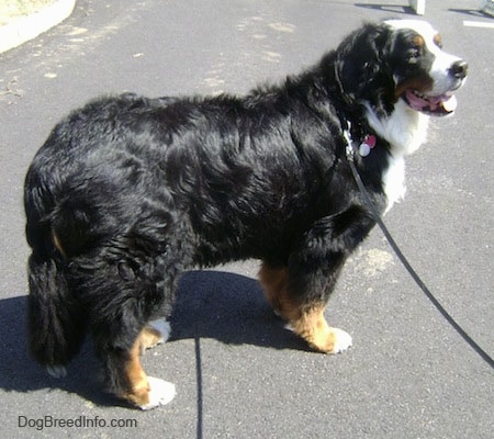 Bernese Mountain Dog standing outside on a blacktop