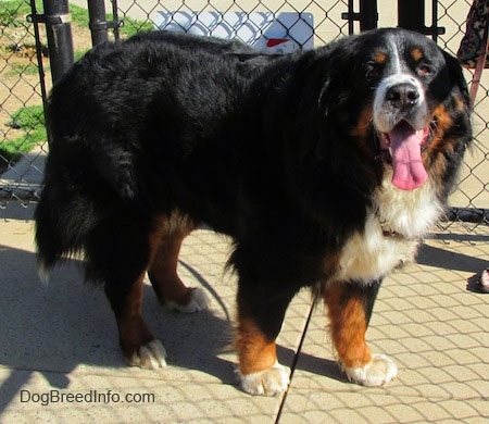 Harley the Bernese Mountain Dog standing on a sidewalk with its mouth open and tongue out in front of a chain link fence