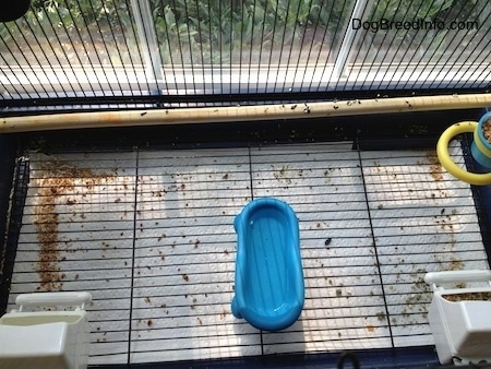 Top down view of the bottom of a dirty cage. There is bird seed and bird droppings all over with a blue miniature tub that has clean water in it.