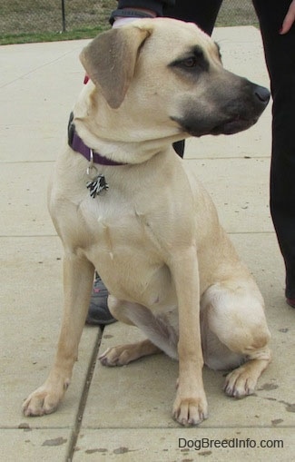 Nani the Black Mouth Cur sitting in front of a person looking to the left