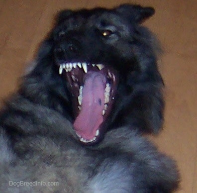A Shiloh Shepherd laying on a carpet with its mouth wide open and teeth showing. Its tongue has a singular black spot on it