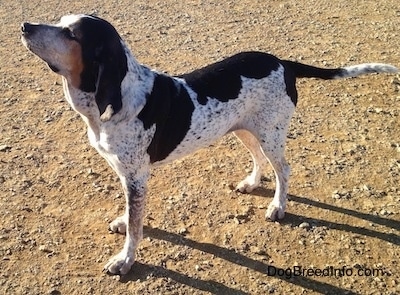 The left side of a white with black Bluetick Coonhound Harrier that is standing across a dirt surface, it is looking up and to the left.