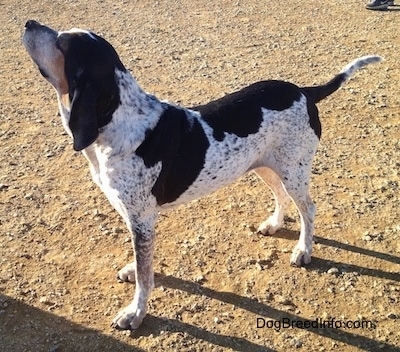 The front left side of a white with black Bluetick Coonhound Harrier that is standing across dirt.