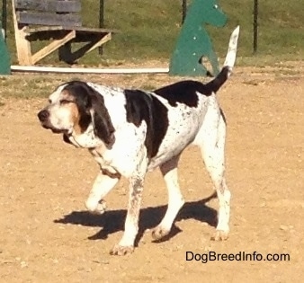 The front left side of a white with black Bluetick Coonhound Harrier that is walking in dirt at a dog park and it is looking to the left.