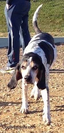 A white with black Bluetick Coonhound Harrier is walking on dirt, its head is down and its tail is up. There is a person standing behind it.