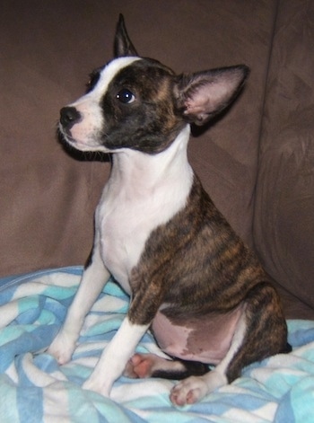 The left side of a brindle with white Bo-Jack that is sitting on a blanket, on a couch and it is looking to the left.
