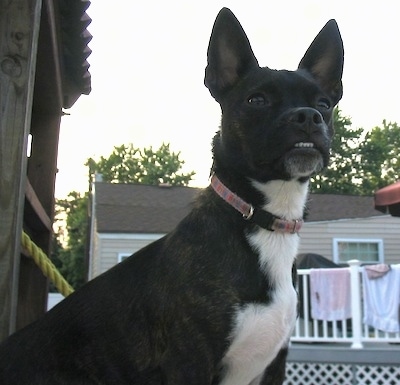 Close up - The right side of a black with white Bo-Jack Sitting on a porch with the bottom row of its teeth showing