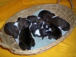 Topdown view of seven Bo-Jack Puppies that are moving around in a wicker basket