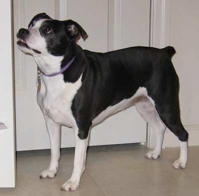 The left side of a black and white Bo-Jack that is standing in front of a door, it is looking up and to the left.