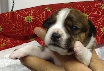 Close up - The front left side of a brown with white Bo-Jack puppy that is being held by a person