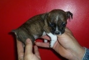 The right side of a brindle with white Bo-Jack puppy that is looking down and it is being held up by a person