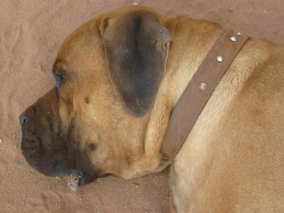 Close Up - Bob the Boerboel sleeping in the sand