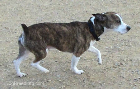 Left Profile - Winston the Boglen Terrier walking across dirt