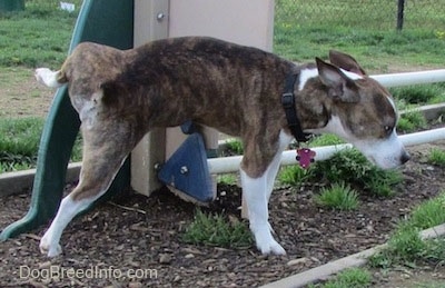 Winston the Boglen Terrier peeing on a dog park obstacle