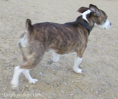 Winston the Boglen Terrier trotting across the dog park