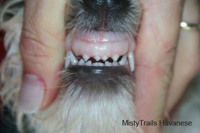 Close Up front view - a person exposing the teeth of a dog. The dog's teeth line up