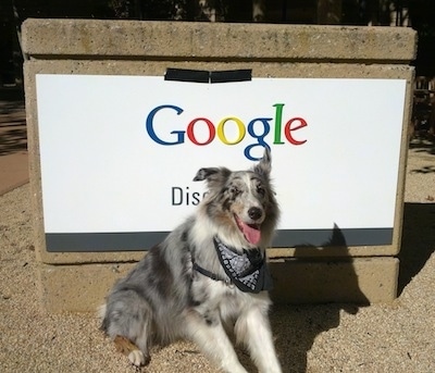 Moose the Border Collie wearing a black and white bandana sitting in front of a Google sign with its mouth open and tongue out.