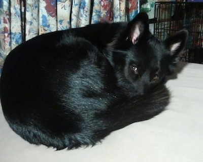 The back right side of a black Border Collie Pit that is curled up into a ball and it is laying on a bed