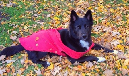 The right side of a black with white Border Collie Pit that is wearing a red coat and it is laying in grass with leaves all around it.