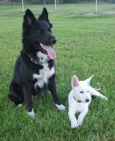 The front right side of a black with white Border Collie Pit that is sitting on grass with its tongue out and its mouth open. It is laying next to a white puppy