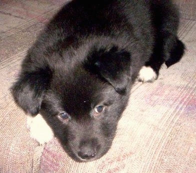 Close up - A black Border Collie Pit puppy is laying down on a couch.