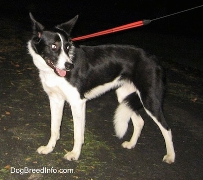 Lucy the Border collie standing on a blacktop and looking to the right with its tail between its legs