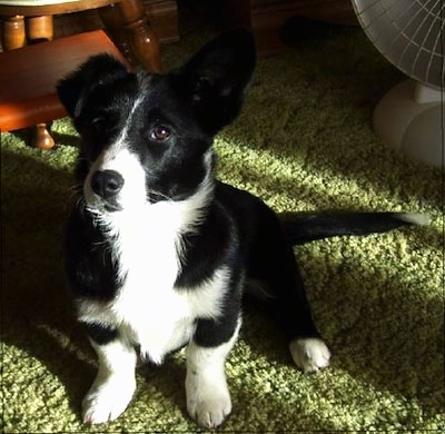 Topdown view of a black with white Borgi puppy that is sitting on a carpet, its right ear is up and its left ear is down.