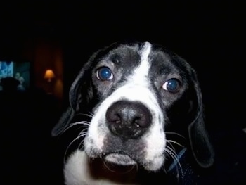 Close Up - The face of a black with white Boston Spaniel that is looking forward.