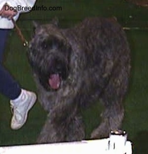 Adult Bouvier des Flandres walking a around a show ring on a leash with his handler with its mouth open and tongue out