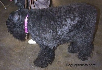 Side view of an adult Bouvier des Flandres standing on a floor looking into the distance