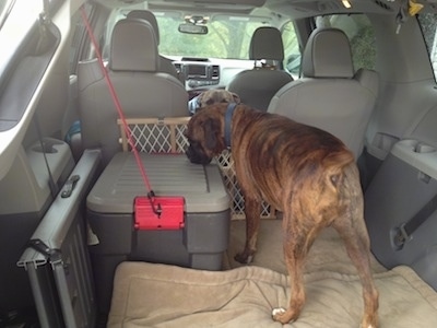 Bruno the Boxer standing in the back of a van on a dog bed