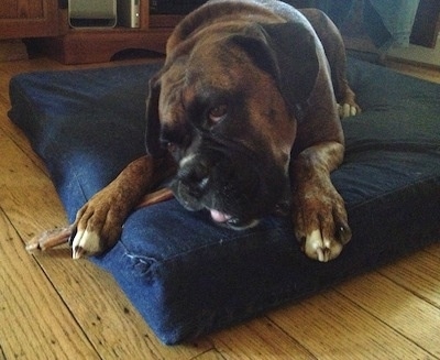 Bruno the Boxer laying on a pillow chewing a dog bone