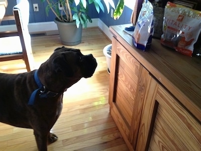 Bruno the Boxer looking at a bag of sweet potato dog treats