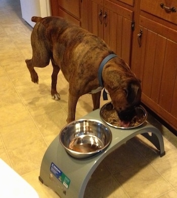 Bruno the Boxer eating out of a dog Bowl in a kitchen with his back right leg in the air.