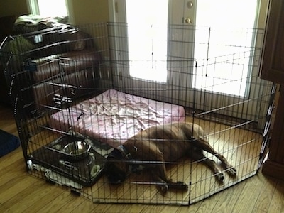 Bruno the Boxer laying next to a dog bed inside of an X-Pen with a water bowl next to him
