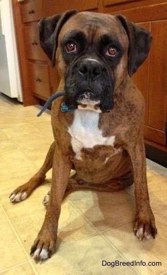 Bruno the Boxer sitting in a kitchen