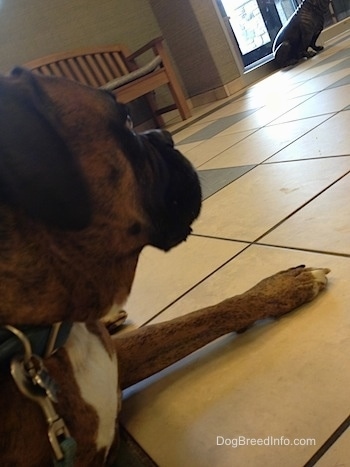 Bruno the Boxer laying on a floor inside of an office