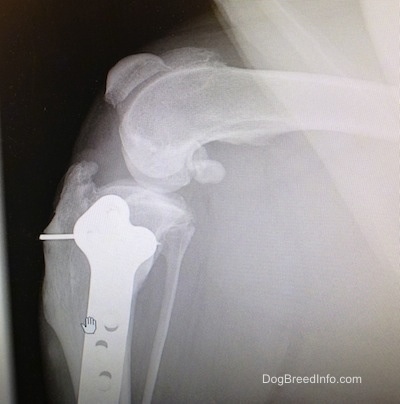 Close Up - x-ray of Bruno's joint